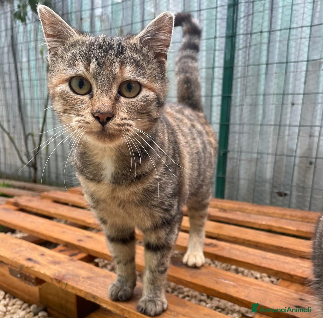 Meticcio gatti in regalo: CHI ADOTTA LA DOLCE TIGRA? - Annuncio 2