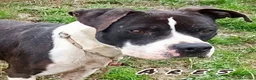 Pitbull cani in regalo: ARES  - Annuncio 5