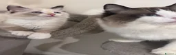 Ragdoll gatti in vendita: Cuccioli di Ragdoll a Città metropolitana di Roma Capitale - Annuncio 4