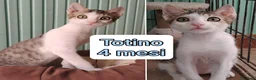 Altre razze gatti in regalo: SERVONO ADOZIONI X SALVARLI  a Provincia di Modena - Annuncio 3