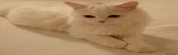 Scottish gatti in vendita: Gattina Scottish straight a pelo lungo  - Annuncio 2