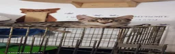 Meticcio gatti in regalo: Siria 5/6 mesi, gattina dolcissima  - Annuncio 6