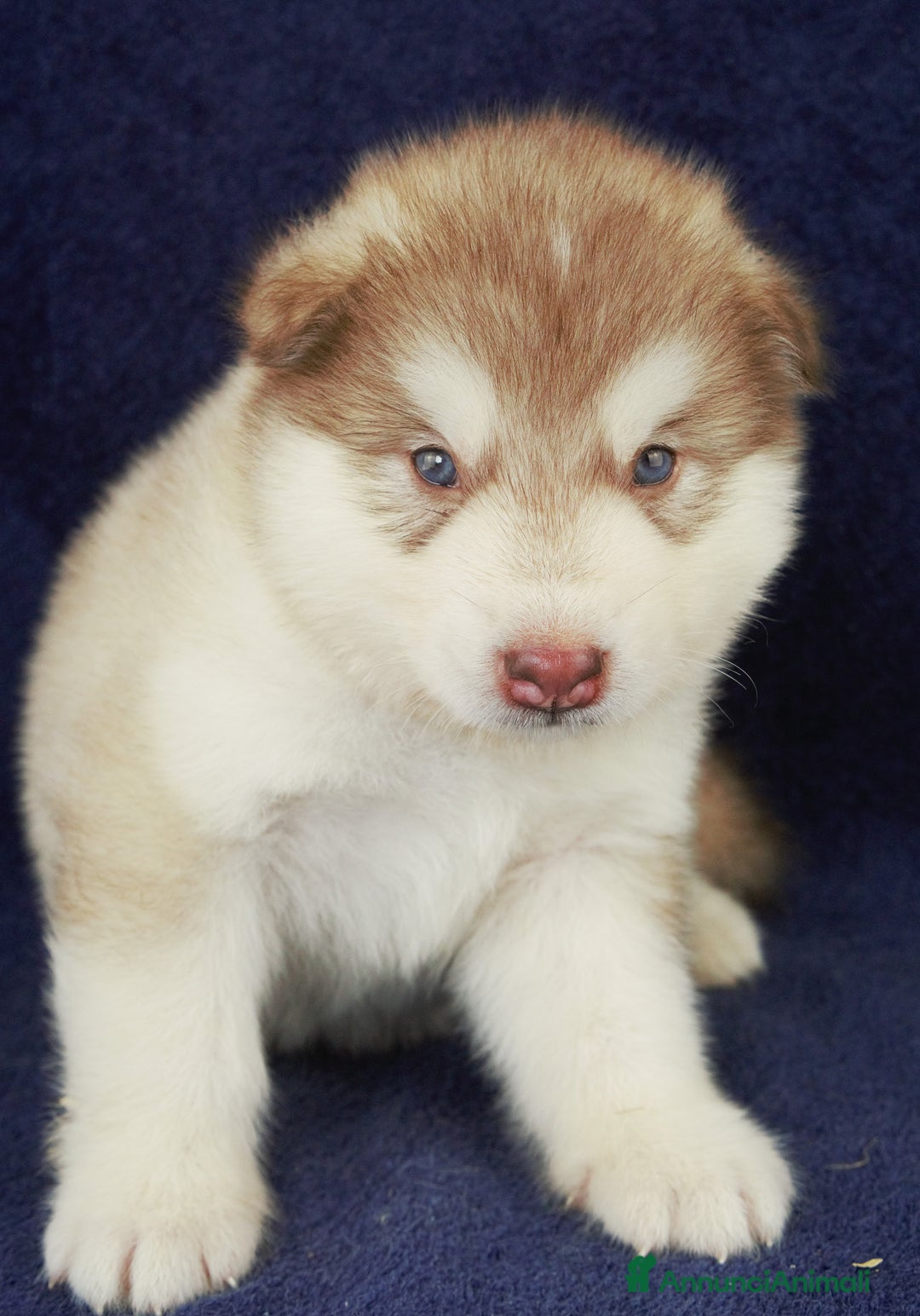 Alaskan Malamute cani in vendita: Cuccioli di alaskan malamute a Provincia di Padova - Immagine 4