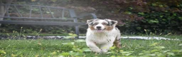 Australian Shepherd cani in vendita: Australian Shepherd pedigree ENCI - Annuncio 35