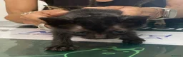 Meticcio gatti in regalo: Tre gattini - Annuncio 3