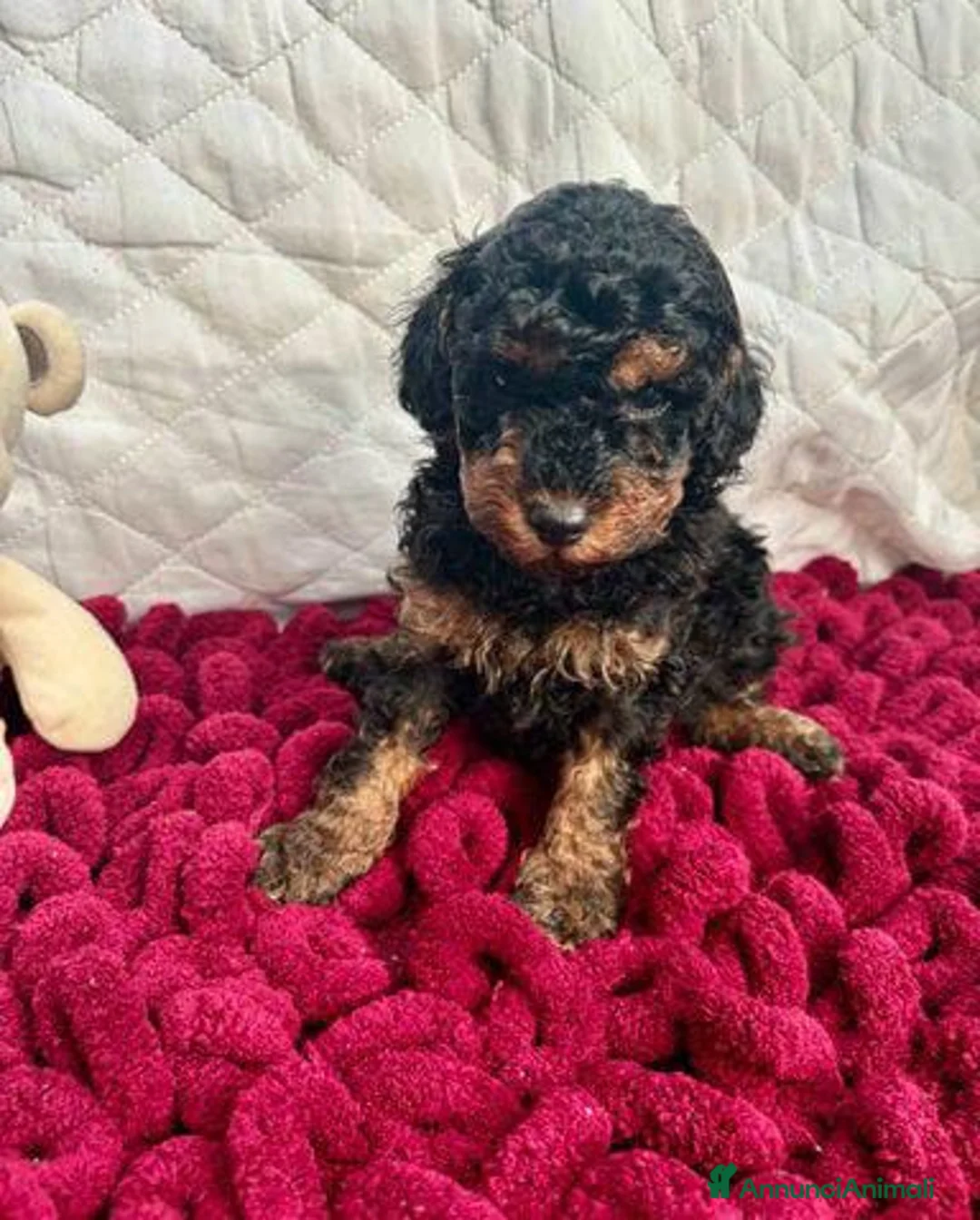 Barboncino Toy cani in vendita: Cuccioli Toy Poodle da Genitori Red e Phantom - Annuncio 12