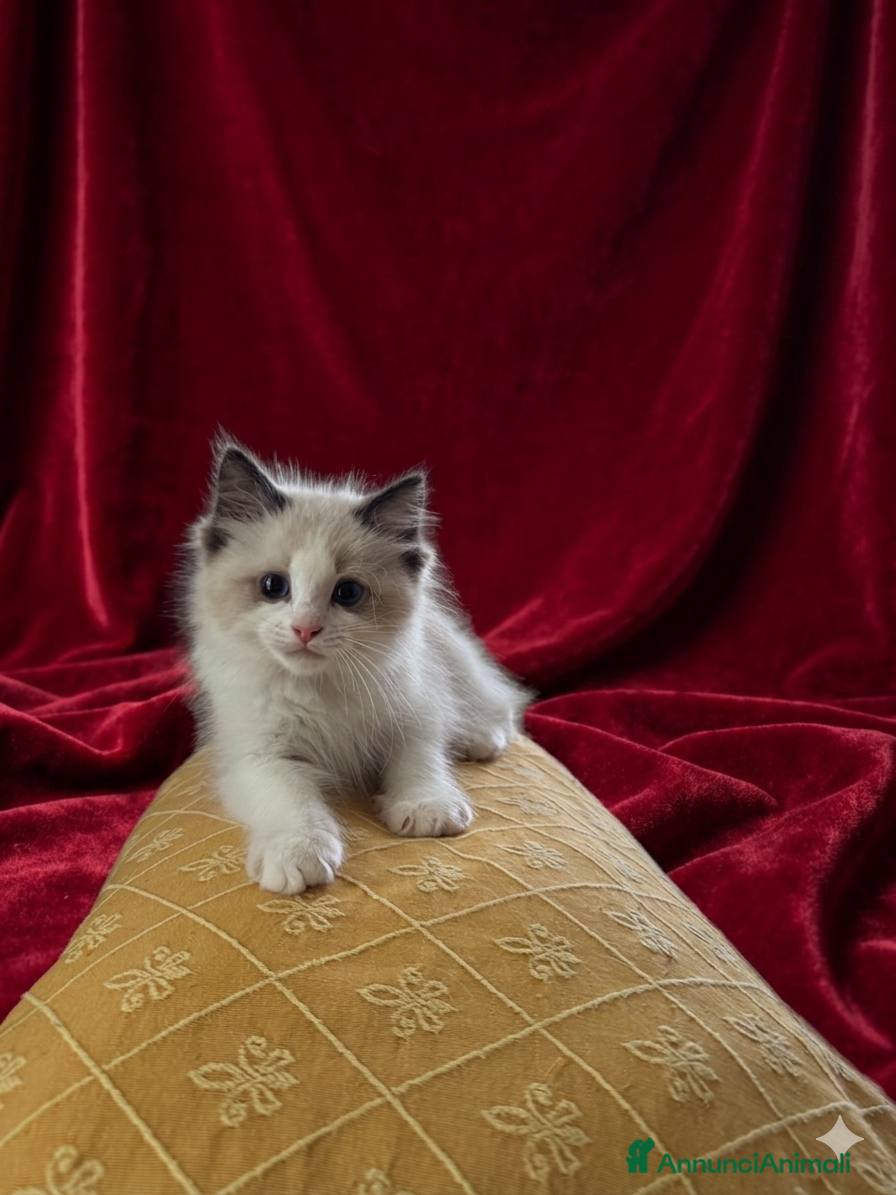 Ragdoll gatti Cucciolo ragdoll - Annuncio 1