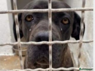 Cane Corso cani Corso giovane depressa da 2anni in box.TARANTO a Città metropolitana di Milano - Annuncio 8