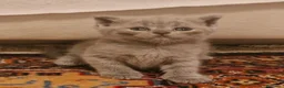 British gatti in vendita: Gattine  british shorthair blue - Annuncio 4