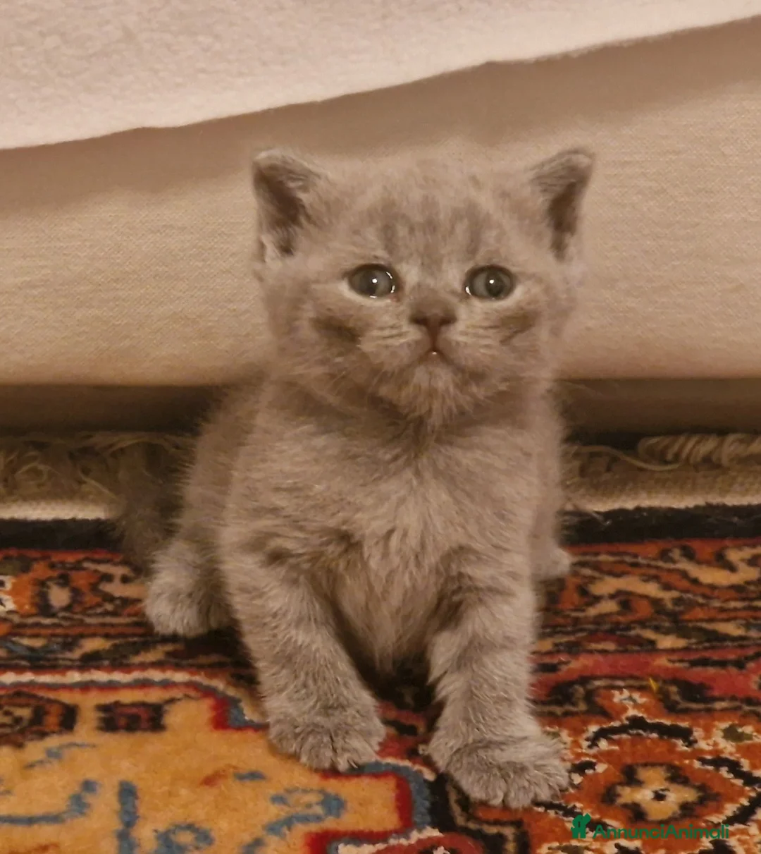 British gatti in vendita: Gattine  british shorthair blue - Annuncio 4