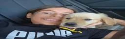 Golden Retriever cani in vendita: Ultima cucciola linea inglese femmina - Annuncio 3