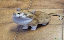 Europeo gatti in regalo: affettuoso tatone in regalo a Provincia di Chieti - Immagine 3