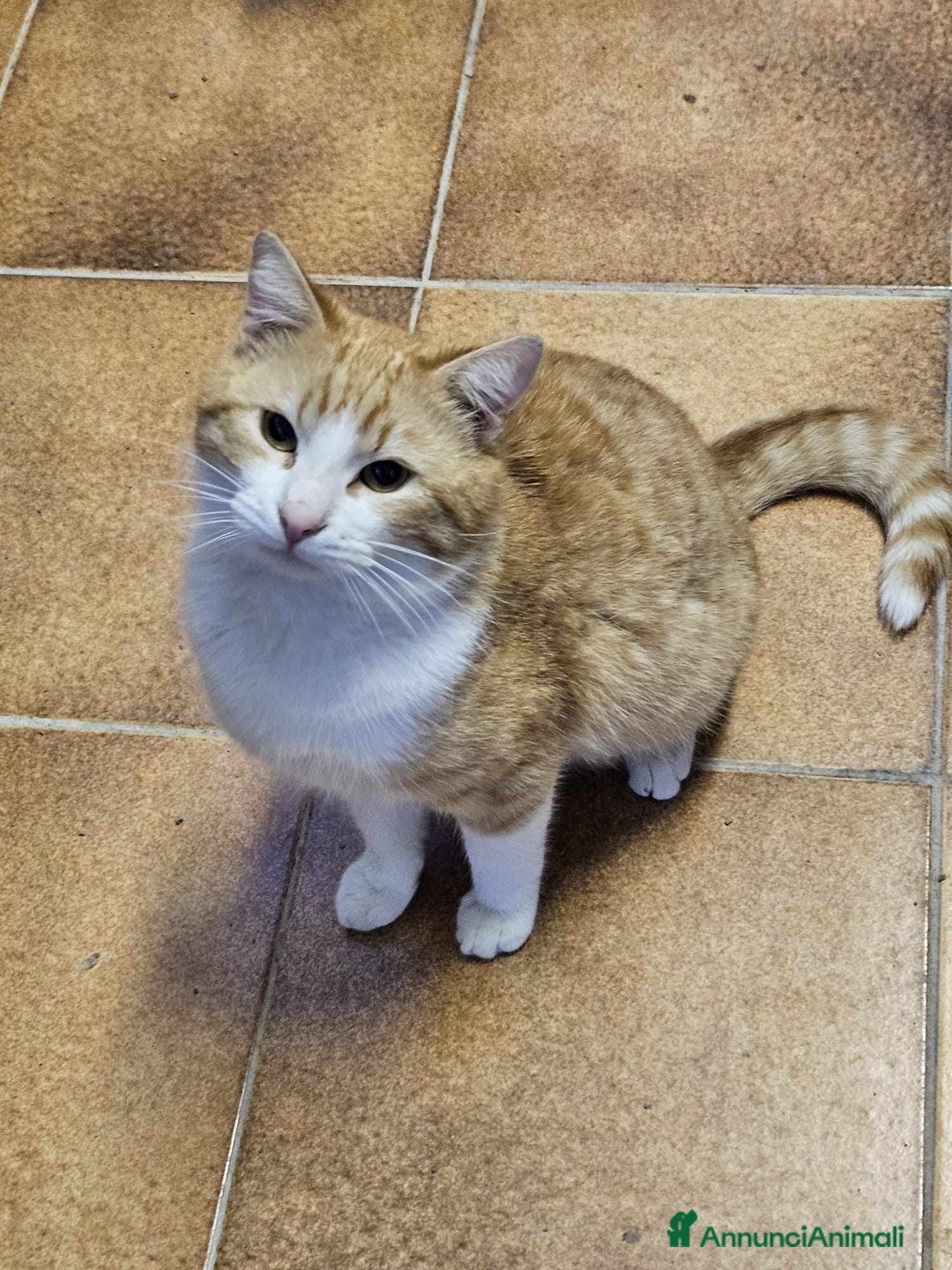 Europeo gatti in regalo: affettuoso tatone in regalo a Provincia di Chieti - Immagine 3