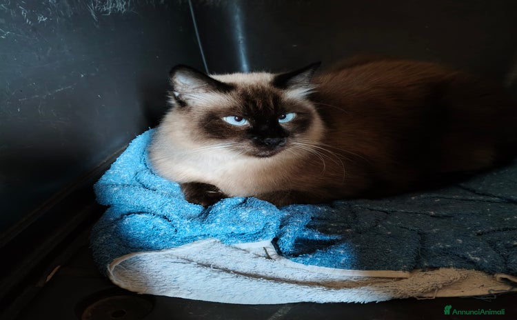 Siamese gatti - Annuncio 2