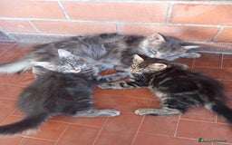 Maine Coon gatti in vendita: Cuccioli di Maine Coon a Città metropolitana di Roma Capitale - Immagine 5