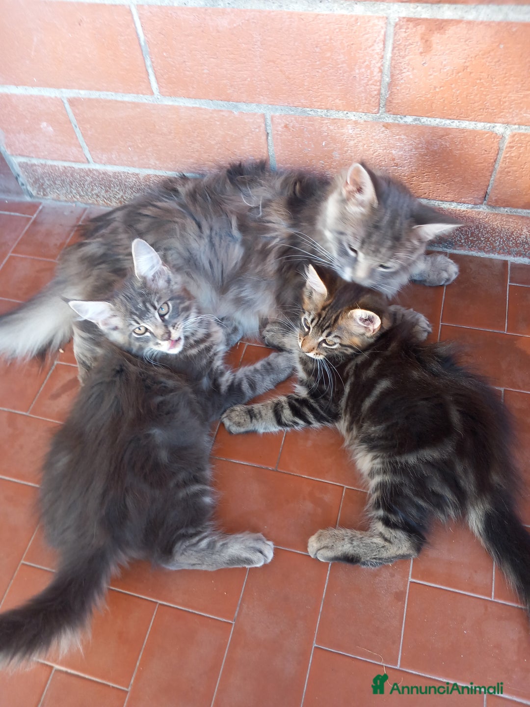 Maine Coon gatti in vendita: Cuccioli di Maine Coon a Città metropolitana di Roma Capitale - Immagine 5