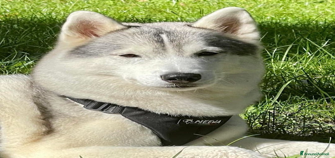 Immagine della galleria {{count}}