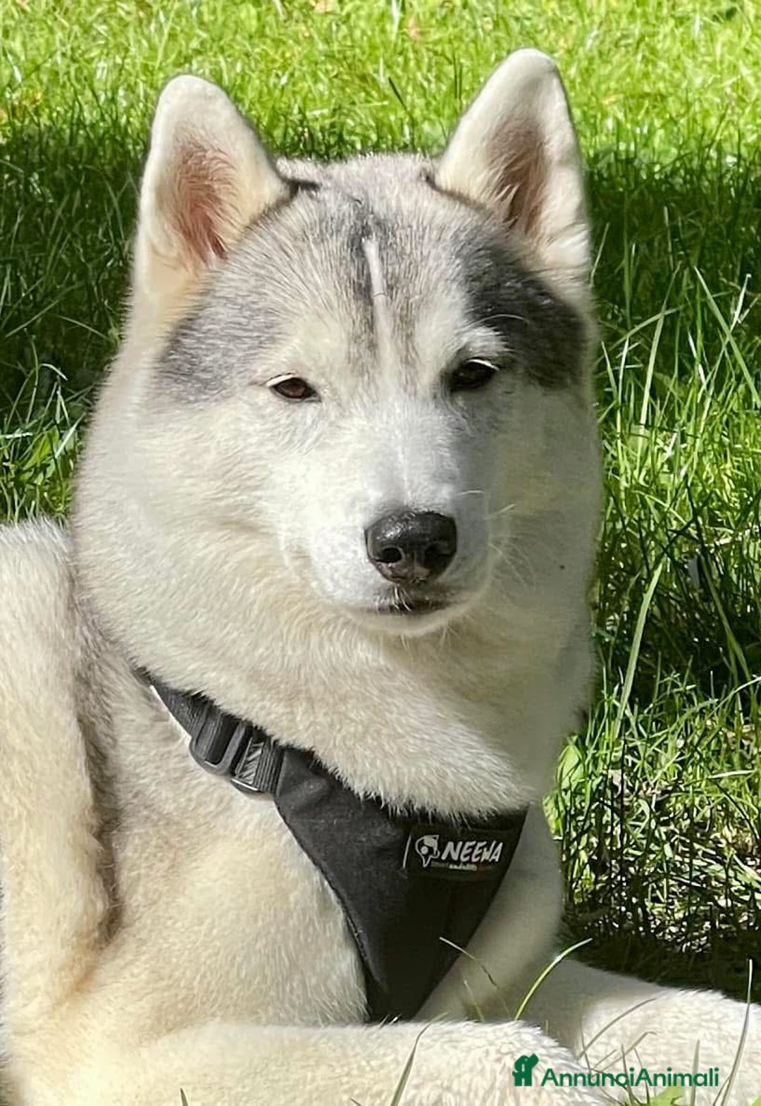 Immagine della galleria {{count}}