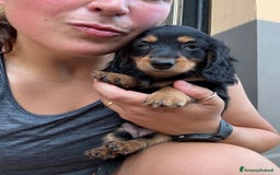 Bassotto cani in vendita: cuccioli di bassotto tedesco pelo lungo a Provincia di Modena - Immagine 5