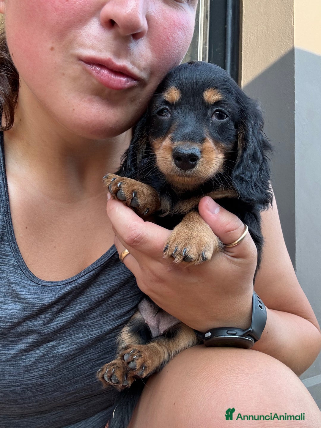 Bassotto cani in vendita: cuccioli di bassotto tedesco pelo lungo a Provincia di Modena - Immagine 5