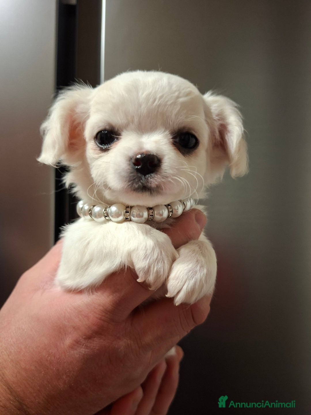 Chihuahua cani in vendita: Chihuahua  - Annuncio 6