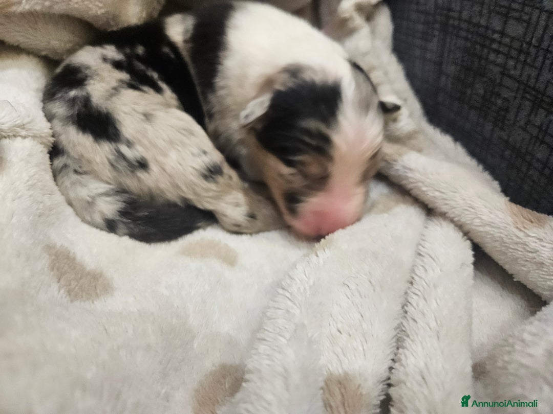 Australian Shepherd cani in vendita: Cuccioli Australian Shepherd - Annuncio 3