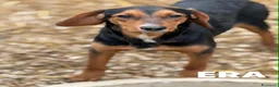 Meticcio cani in regalo: ERA, cucciolona tanto coccolona! Cerca famiglia - Annuncio 2