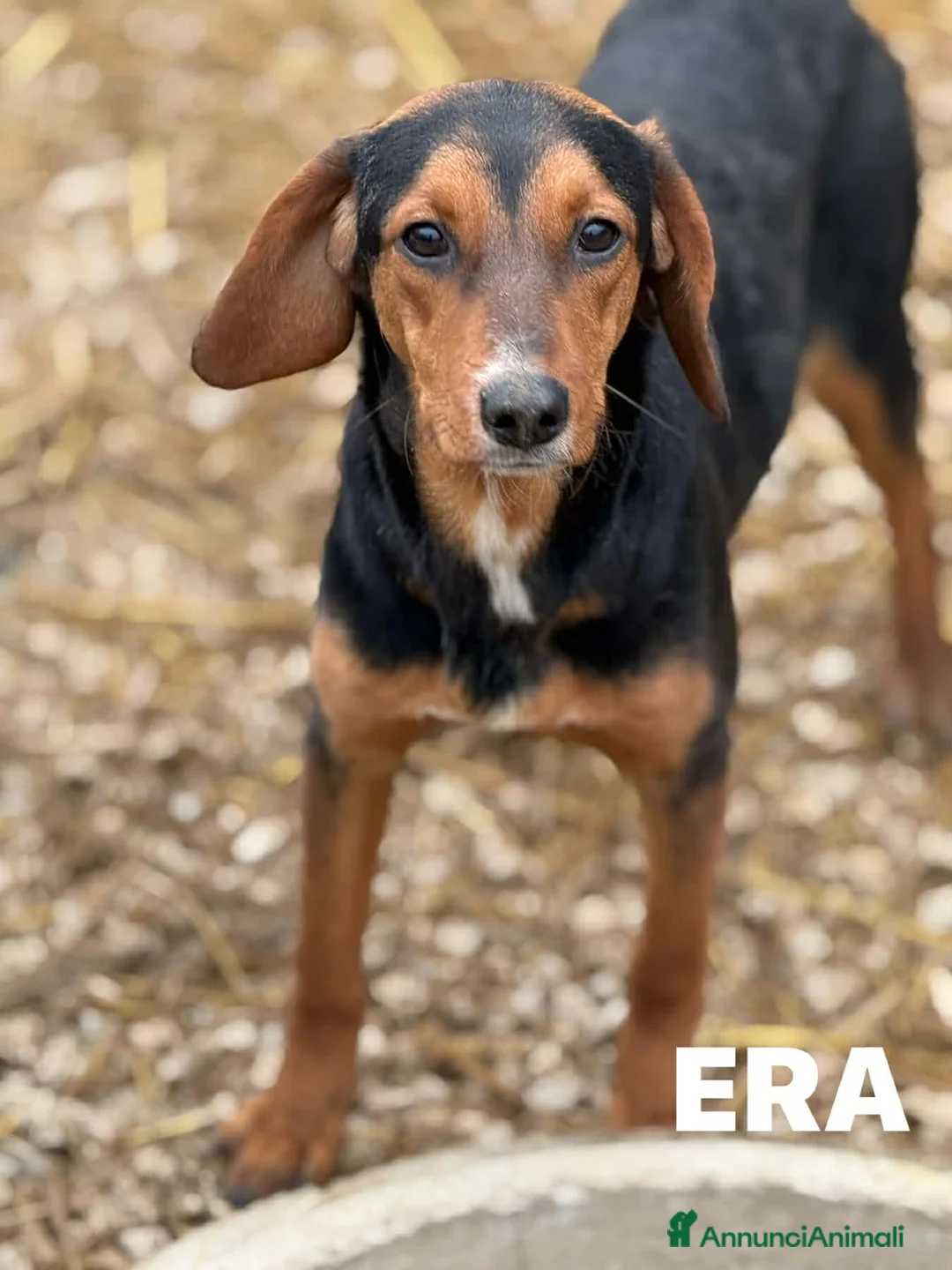 Meticcio cani in regalo: ERA, cucciolona tanto coccolona! Cerca famiglia - Annuncio 2
