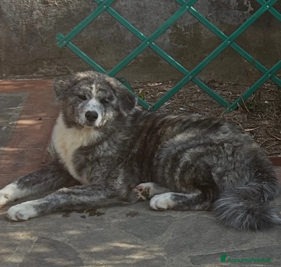 Akita Inu cani in vendita: Cucciole di Akita inu  - Annuncio 3