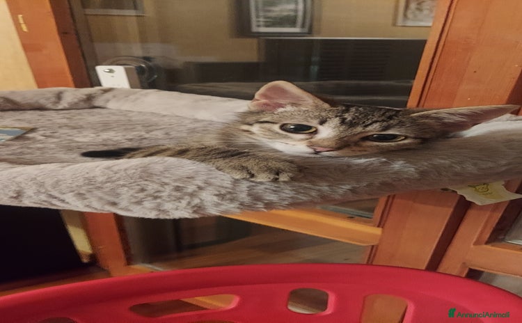 Europeo gatti a Metropolitan City of Bologna - Annuncio 14