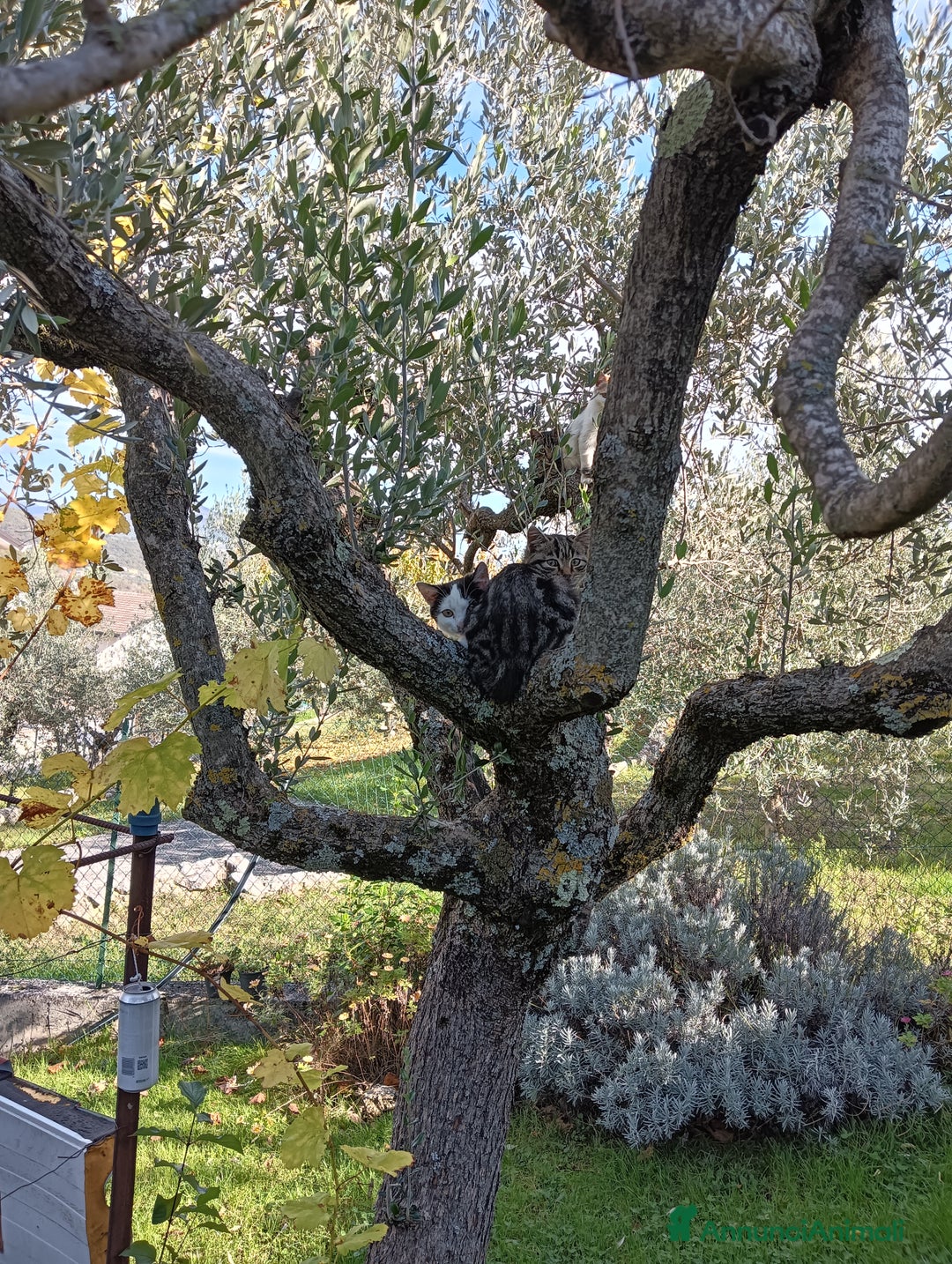 Europeo gatti in regalo: Gatti ni  - Annuncio 7