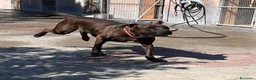 Meticcio cani in regalo: NIGEL CERCA AMORE - Annuncio 4