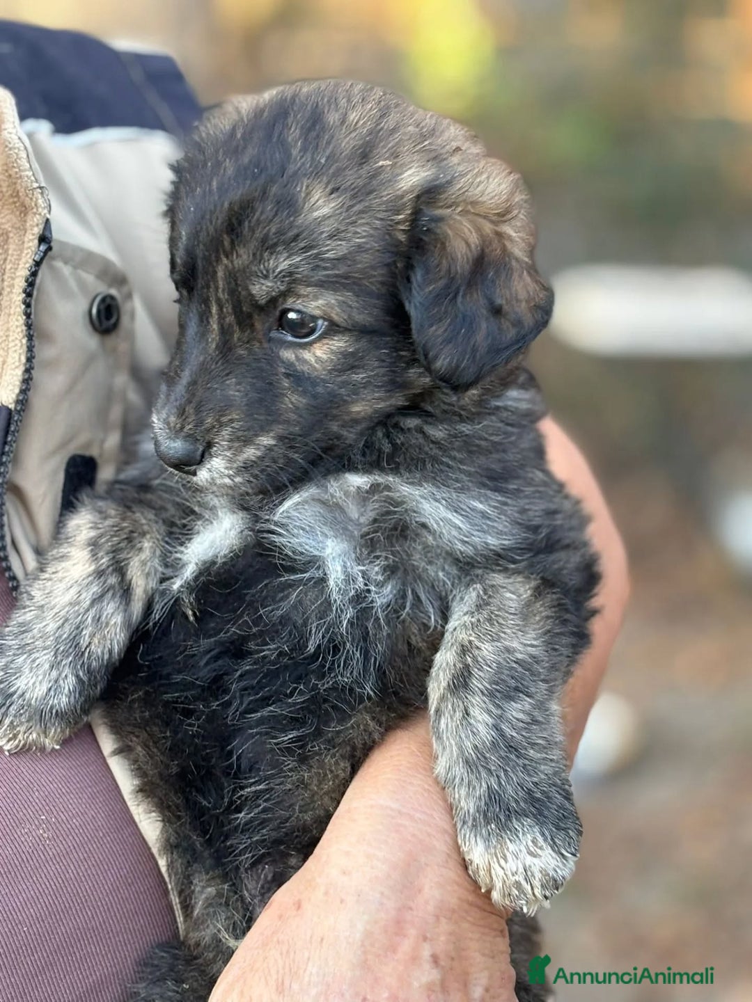 Meticcio cani in regalo: ORSETTO dolce cucciolo 2 mesi in adozione - Annuncio 3