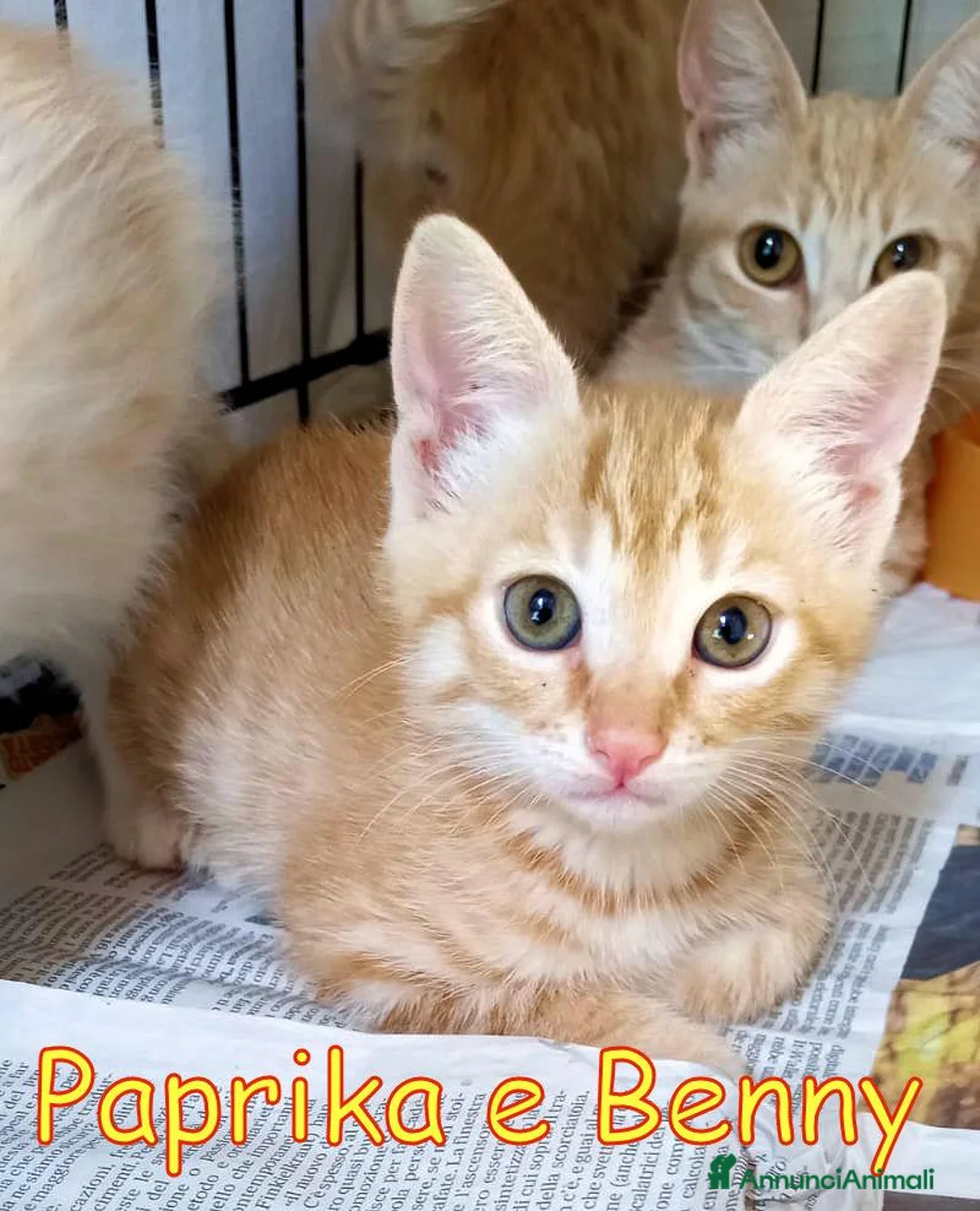 Europeo gatti in regalo: PAPRIKA E BENNY GATTINI DOLCISSIMI  - Annuncio 5