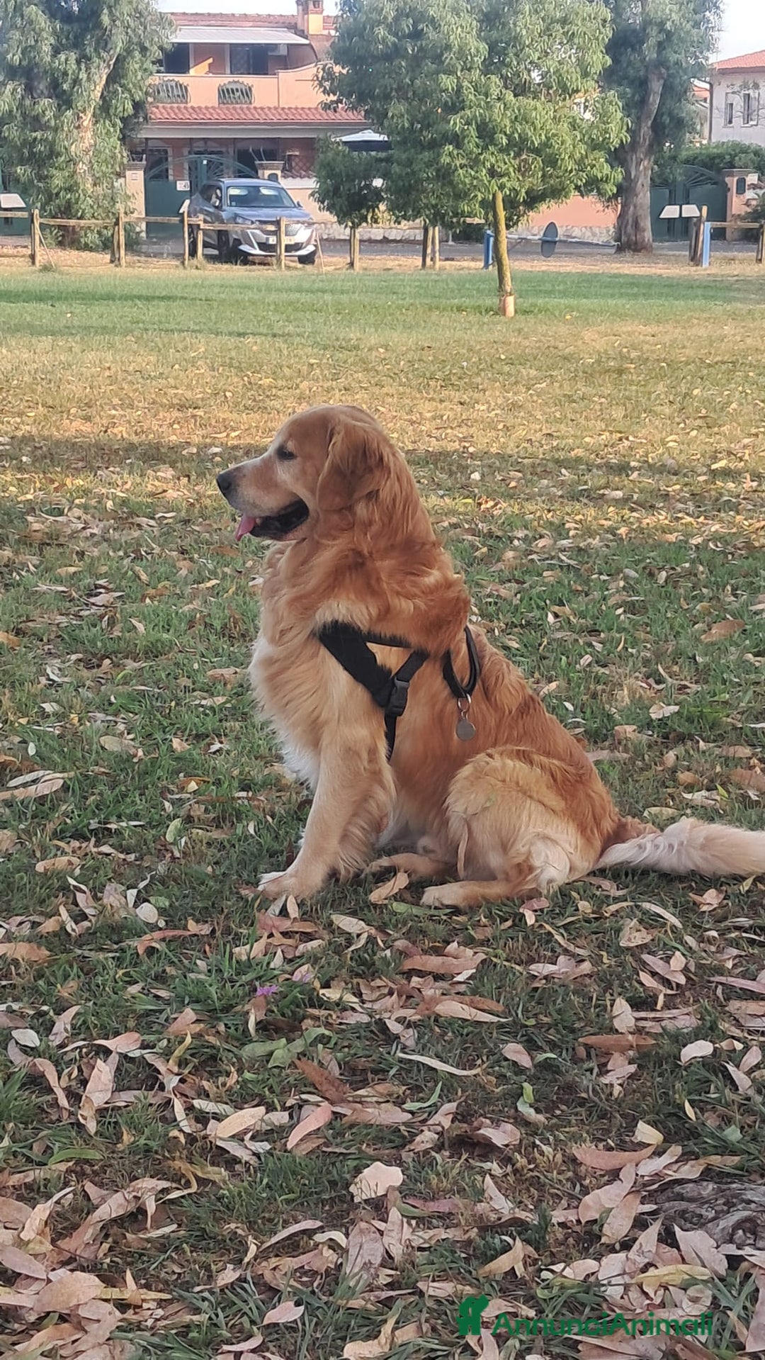 Golden Retriever cani per accoppiamento: Golden retriever maschio per accoppiamento  a Città metropolitana di Roma Capitale - Immagine 2