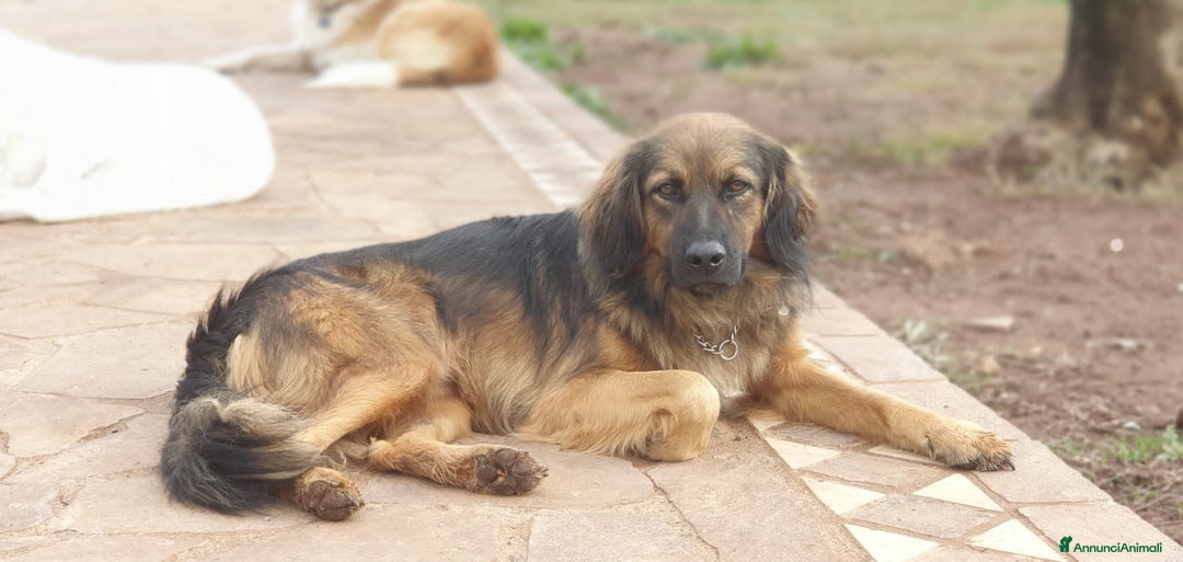 Meticcio cani in regalo: Cesare,un futuro da riscrivere col cuore a Pomezia - Annuncio 4