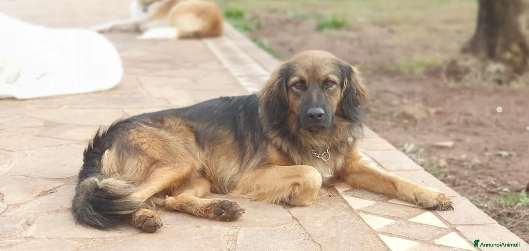Meticcio cani in regalo: Cesare,un futuro da riscrivere col cuore a Pomezia - Annuncio 4