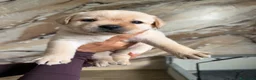 Labrador cani in vendita: Cuccioli di Labrador Retriever Allevamento profess - Annuncio 10