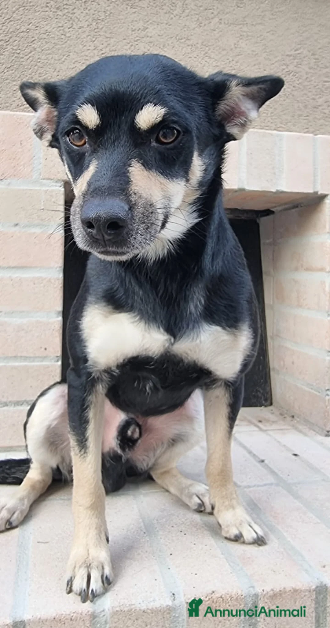 Meticcio cani in regalo: Una casa e tanto amore per Miele e Neve - Annuncio 5