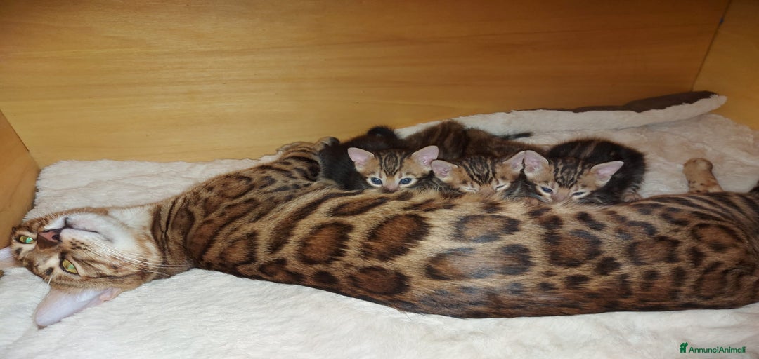 Immagine della galleria {{count}}