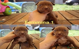 Pitbull cani in vendita: Cuccioli pitbull con pedigree  - Immagine 6
