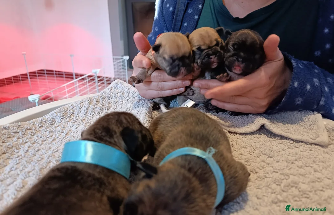 Bulldog Francese cani in vendita: Cucciolata bulldog francese  a Città Metropolitana di Torino - Annuncio 4