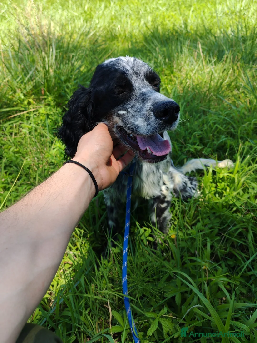 Setter Inglese cani in vendita: Setter inglese  a Provincia di Potenza - Annuncio 2