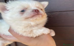 Chihuahua cani in vendita: Chihuahua femmina pelo lungo occhi chiari pedigree a Città Metropolitana di Torino - Immagine 5