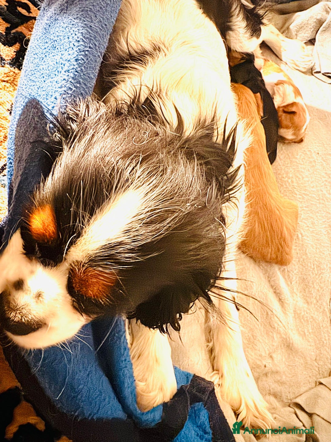 Cavalier King cani in vendita: King cavaglier - Annuncio 6