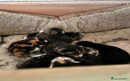 Altre razze gatti in vendita: 7 allegri batuffoli in cerca di casa a Province of Brescia - Immagine 8