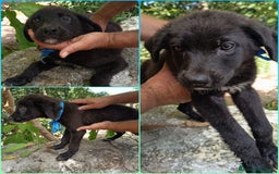Meticcio cani in regalo: PEPE ASPETTA UNA MAMMA  a Provincia di Varese - Immagine 5