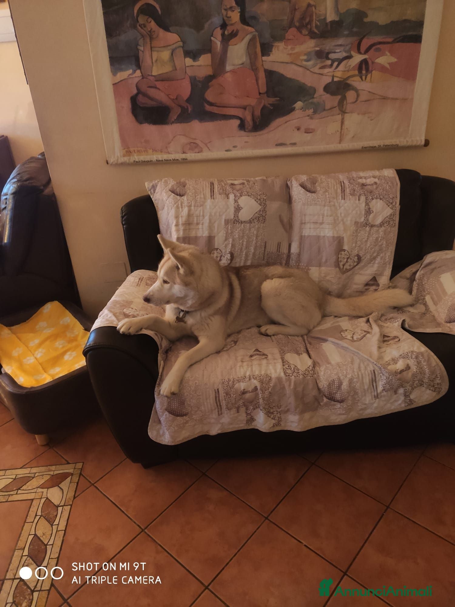 Husky cani Husky femmina in regalo - Annuncio 2