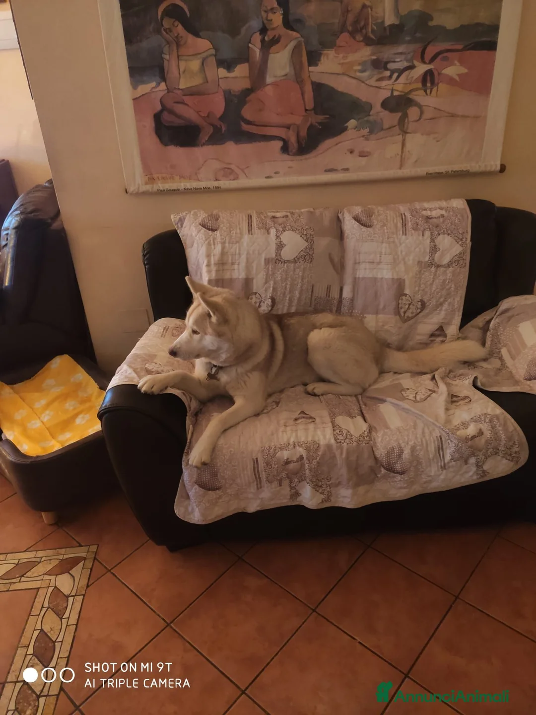 Husky cani in regalo: Husky femmina in regalo - Annuncio 1