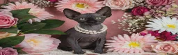 Sphynx gatti in vendita: sphynx cucciole - Annuncio 3
